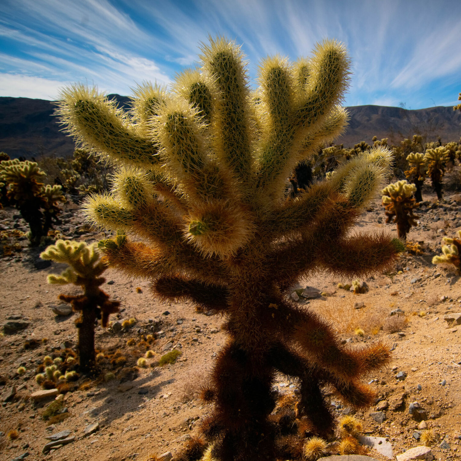 Leaping Cholla Podcast